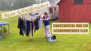 Eine Chaoswoche und ein schwimmender Elch.