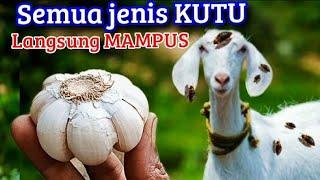 Buruan buat, Semua Kutu langsung MAMPUS!! Ramuan ampuh pembasmi kutu di kambing dan di kucing