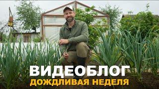 ВИДЕОБЛОГ: ИДУТ ДОЖДИ, НО РАБОТА В ОГОРОДЕ НЕ СТОИТ НА МЕСТЕ. Что уже сделано и что ещё предстоит.