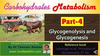 Carbohydrates Metabolism-Glycogen Metabolism-Glycogenolysis and Glycogenesis