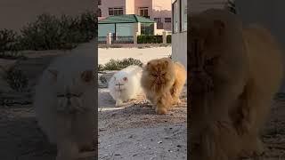 Persian cats on the catwalk ‍️ #adventurecat #cats