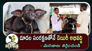 గేదె దూడల సంరక్షణతో డెయిరీ పురోగమనం || Buffalo Calf Management || Karshaka Mitra #dairyfarming #agri