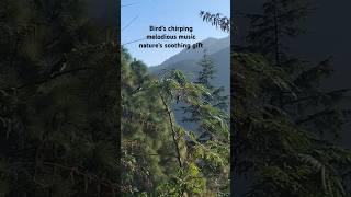 Bird chirping melodious music#birdwatching in uttarakhand#birds #nature #wildlife