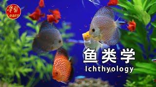 鱼类学 鱼类的骨骼与肌肉 鱼类的肌肉 EP13