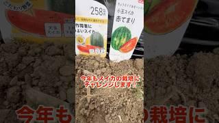 Watermelon cultivation‼️I'm taking on the challenge again this year️#homegardening #homegardenin...