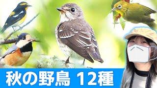 秋の公園は鳥がいっぱい【野鳥撮影vlog】