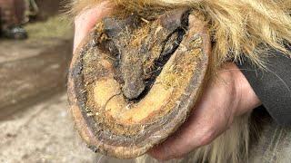 You Won’t Believe How Much Hoof I Had To Cut Away On This Trim (Hoof Restoration)