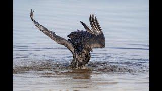 A Rare Chance: Photographing Bathing Black Vultures with Arthur Morris/BIRDS AS ART