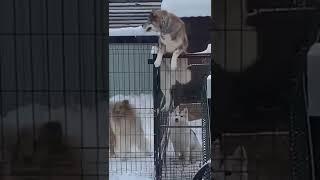 Wolfdog Escapes Kennel to Mate Female Dog in Kennel next door