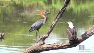 Goliath Heron vs African Fish Eagle