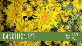 HOW TO MAKE NATURAL DYE WITH DANDELION | ORGANIC COLOR | YELLOW BEIGE BROWN PINK | HERBS & WEEDS