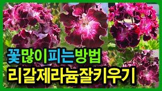 꽃많이 피우는 피우고 싶죠? 제라늄 잘 키우는 방법, 리갈 제라늄키우기