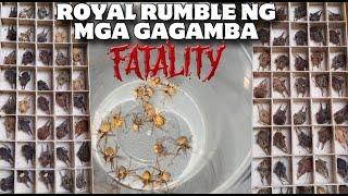 ROYAL RUMBLE NG 100 PIECES NA GAGAMBA