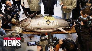 Tuna sells for US$ 1.3 million in Japan