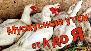 Всё о мускусных утках/Тонкости разведение/Кормление,инкубация,забой,условия содержания