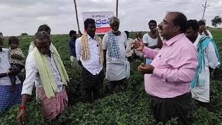 Hyb chilly  Indrajeet .SAIVI seeds pvt ltd. Distributor .New Mubarak hybrid seeds. yemmiganur