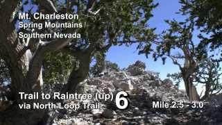 Mt. Charleston Spring Mountains Rain Tree 6 (up) with Dutch Team Sept. 29 13