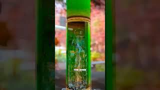 Aged Inside Bamboo: The Secret to Naturally Strong Wine