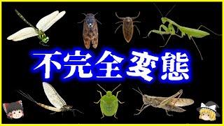 【ゆっくり解説】完全変態との違いは何か？「不完全変態」の昆虫9選を解説
