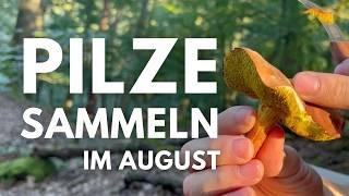 Pilze sammeln im August 2024 - Pfifferlinge, Perlpilze, Täublinge und endlich Röhrlinge...