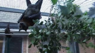 Flying-foxes Getting Chatty