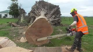 Stihl MS 881 and 066 Eat Australian Hardwood (Blue Gum)