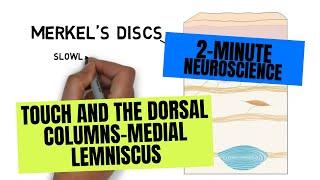 2-Minute Neuroscience: Touch and the Dorsal Columns-Medial Lemniscus