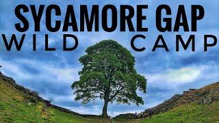 Hadrian's Wall wildcamp. Sycamore gap aka the Robin Hood Tree.