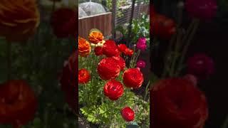 Ranunculus is one of my fave flowers, put them in a raised garden bed in the fall and enjoy the