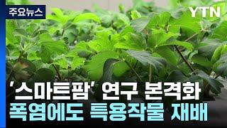 [녹색] 폭염에도 특용작물 재배...'스마트팜' 연구 본격화 / YTN