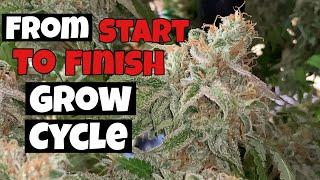 HOW I GREW OVER 1 LB OF WEED STEP BY STEP UNDER EZ8 MEDICGROW LED