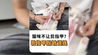 猫咪不让剪指甲，那肯定是剪指甲脱敏训练没做好#猫咪社会化  #猫咪社会化训练 #新手养猫 #小卢呼噜噜 #猫咪剪指甲