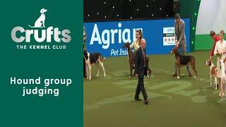 Group Judging (Hound) and Presentation | ​Crufts 2023