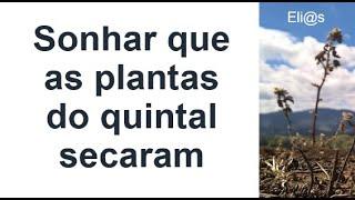 SONHAR COM PLANTAS SECAS NO QUINTAL significado