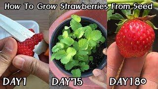 공짜로 딸기 모종 얻는 방법!ㅣHow To Grow Strawberries From Seed