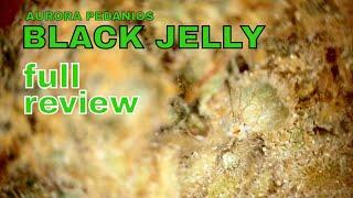 BLACK JELLY | Aurora Pedanios | 8.50/g | 27% | FULL REVIEW