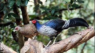 Kalij Pheasant in India