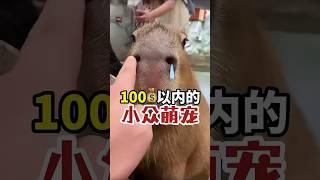 100元以内的小众萌宠推荐  #宠物 #pets #科学养宠攻略 #萌宠百科