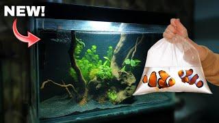 3 Feet Fish Tank Setup & Adding Fish! | Aquarium Decoration