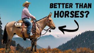 5 Reasons Mules Are Better Than Horses