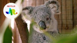 Releasing Muffin + Cinderella Back Into the Wild  Izzy’s Koala World