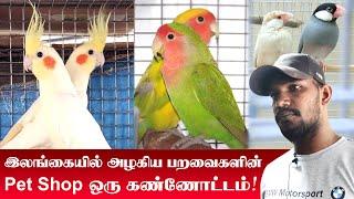 Srilanka Pets Shop | Bird For Sales | African Birds | Cockatiel | Java sparrow | Birds Foods & House