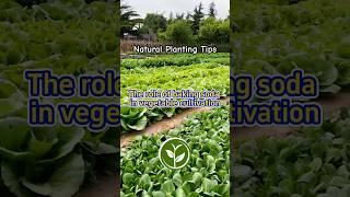 The role of baking soda in vegetables cultivation for plants #shortvideo #youtubeshorts #garden