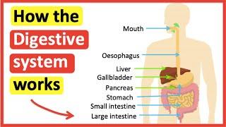 How the digestive system works  | The process of digestion