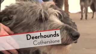 Deerhounds - Bests of Breed