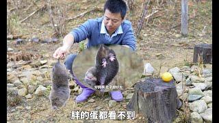 Huanong Brothers: It's cold. Bamboo rats gets onto barbecue grill to keep warm. It also gets fat.