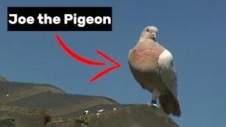 Pigeon flies 15,000 km  from Alabama to Melbourne!? The truth about JOE THE PIGEON!