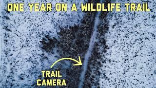 We Left a Camera on a Trail in the Woods FOR A YEAR Heres what happened! (Trail Camera)