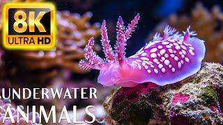 Beauty Of The Ocean 8K ULTRA HD - Sea Animals for Relaxation, Beautiful Coral Fish in Aquarium #3