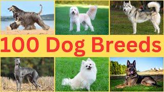 Are You Ready for a New Best Friend? Learn About All Dog Breeds Now